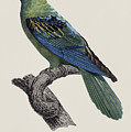 Le Perroquet a bec couleur de sang / Great-billed parrot - Restored 19thC. illustration by Barraband